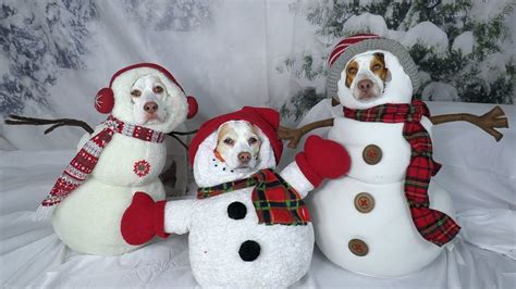 Dogs In Christmas Costumes | atelier-yuwa.ciao.jp