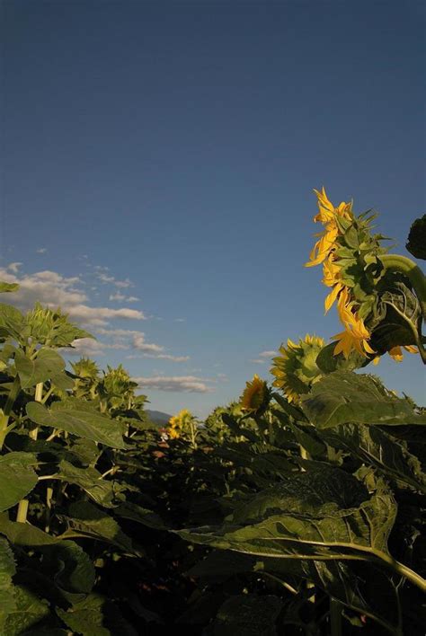 Sunflower field view 12753359 Stock Photo at Vecteezy