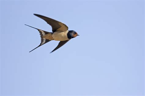 Swallow guide: migration, nesting and where to see - Discover Wildlife