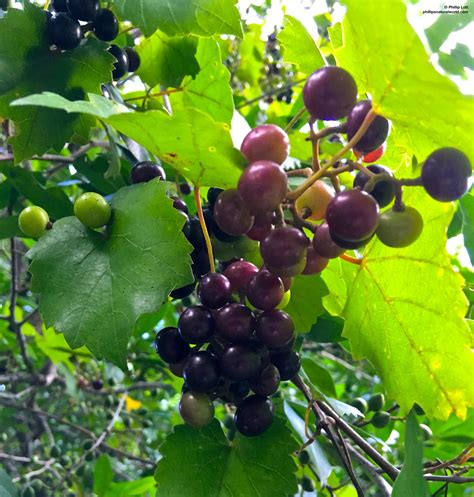 Muscadine Grape Harvest