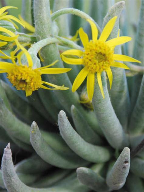 Caputia scaposa (Woolly Senecio) - World of Succulents