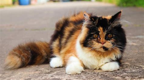 Calico Ragdoll Mix Breed Overview: Care, Traits, & Facts - Love Your Cat