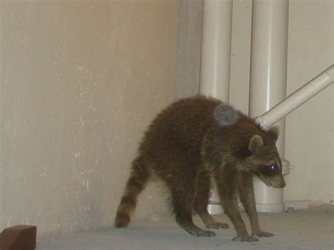 Raccoon in House - What do Do - How to Get Them Out