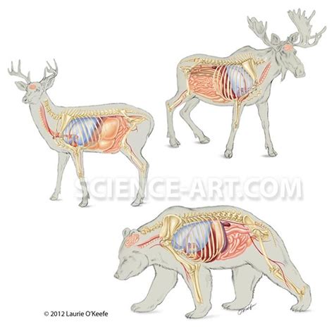 Anatomy Of A Moose - ANATOMY