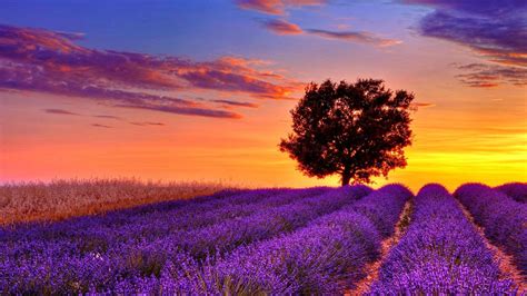 lavender-flower-field-sunset-high-resolution-wallpaper-for-desktop-background-download-lavender ...