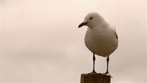 Which NZ species are in trouble? | Newshub