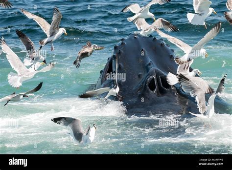 Baleen whale eating krill hi-res stock photography and images - Alamy