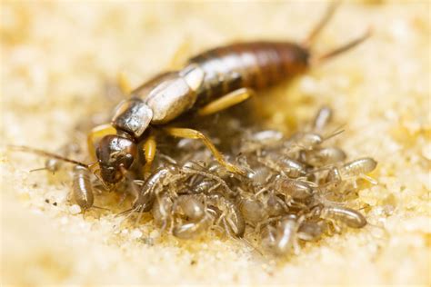 Eating each other’s faeces helps earwig young survive famine | New ...