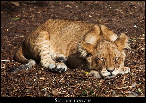 Sleeping lion cub by Mathness on deviantART