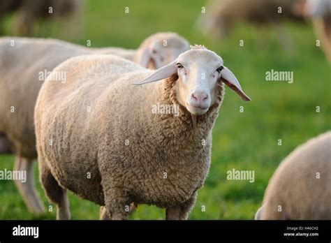 Domestic sheep, Ovis orientalis aries, head-on, standing, looking at ...