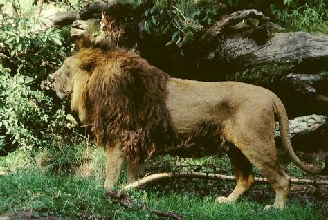 The Cave Lions | HubPages