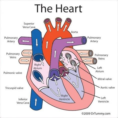 Simple Heart Diagram With Labels - trains times