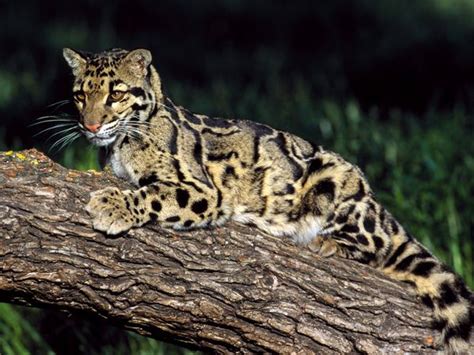 Clouded Leopard Information, Facts, Habitat, Adaptations, Baby, Pictures