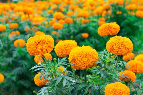 When Do Marigolds Flower? Seasonal Guide Inside - Petal Republic