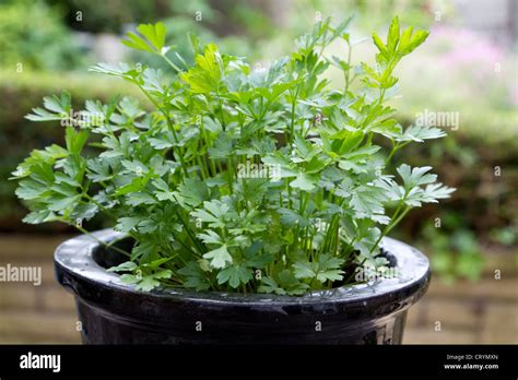 √完了しました！ parsley plant 314072-Parsley plants for sale