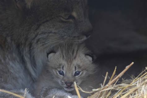 Canada Lynx (Closeup) - ZooChat