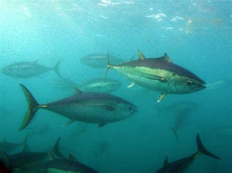 Australian endangered species: Southern Bluefin Tuna