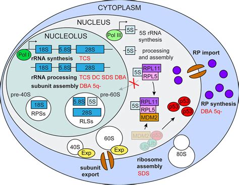 Impaired ribosome biogenesis: mechanisms and relevance to cancer and aging - Figure f1 | Aging