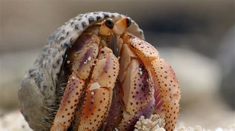 Hermit Crabs: Characteristics, care, breeding and more