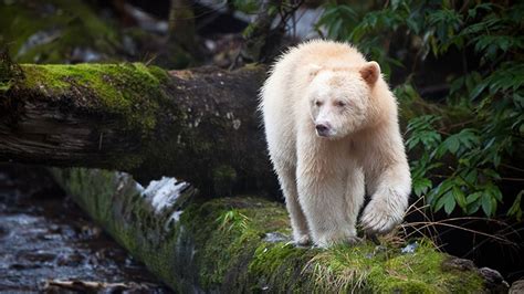 Greenpeace confused an albino grizzly with a polar bear and sent it to ...