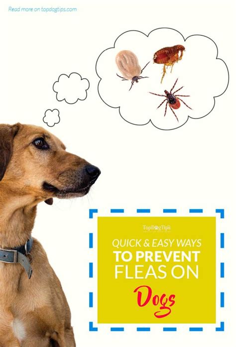 Most Important Steps for Preventing Fleas on Dogs & How to Do It