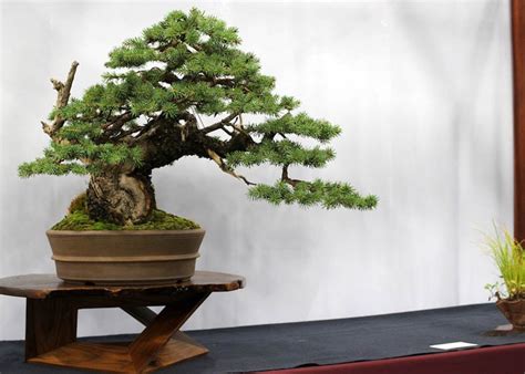 Norway Spruce Bonsai