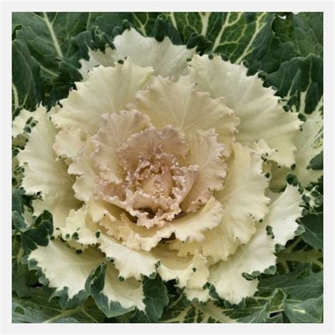 Flowering Cabbage Flower Seeds