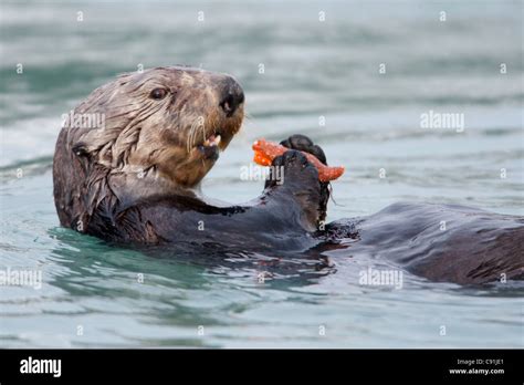 Sea Otter Eating Watermelon