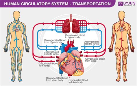 Human Circulatory System - Organs, Diagram and Its Functions