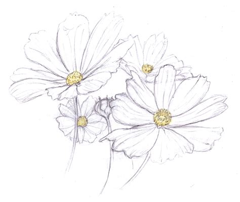 Magellin . Blog: Daisies drawing