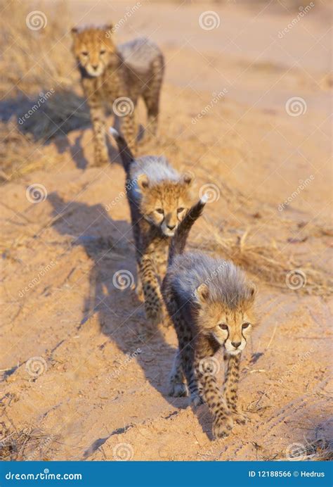 Cheetah (Acinonyx Jubatus) Cubs Stock Photo - Image of predatory, coat: 12188566