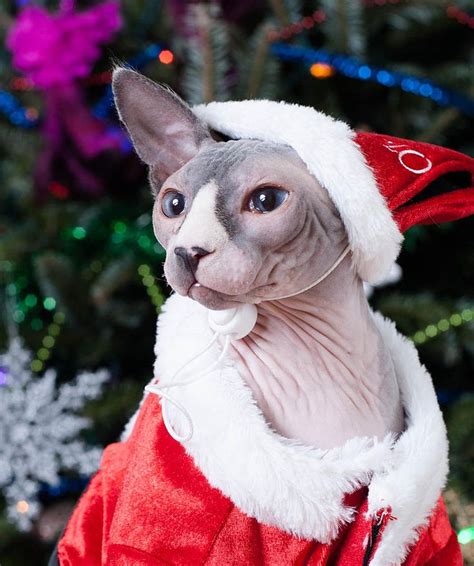 45 best LOL Sphynx images on Pinterest | Sphynx cat, Hairless cats and Sphynx