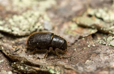 What You Need to Know About the Great Spruce Bark Beetle - GREAT SPRUCE BARK BEETLE ...