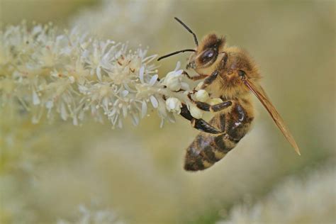 The Anatomy of the Honey Bee - Live Bee Removal