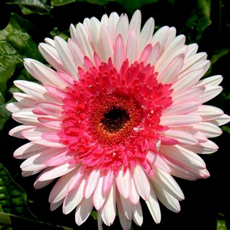 US$ 0.98 - PINK Series Gerbera Daisy Seeds 20+ Perennial Gerbera Jamesonni Plants - www.deargogo.com