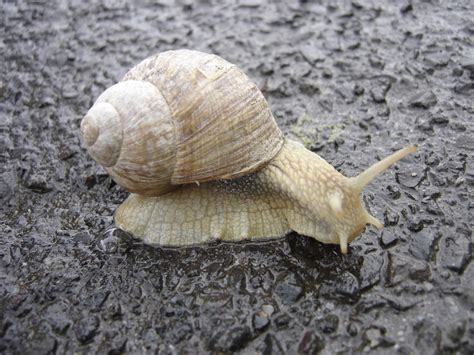 File:Snail.jpg - Wikimedia Commons