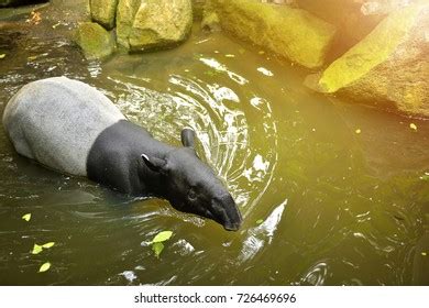 212 Swimming Tapir Images, Stock Photos & Vectors | Shutterstock