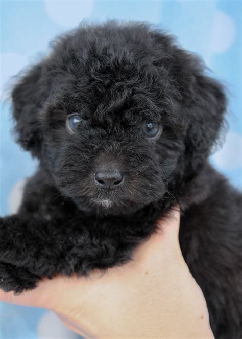 Black Poodle Puppies in Davie Florida | Teacups, Puppies & Boutique