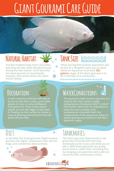 Giant Gourami Care Guide: Size, Behavior, Diet, And More - Aquariadise