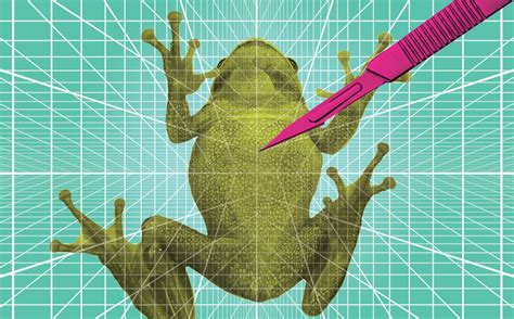 Dissecting Frogs Without a Blade, Using VR - Hatch Magazine