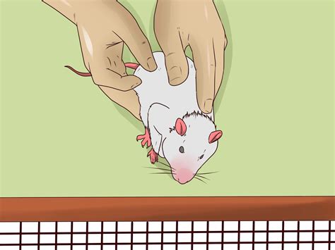 How to Clean a Pet Cage with a Fleece Bottom: 12 Steps