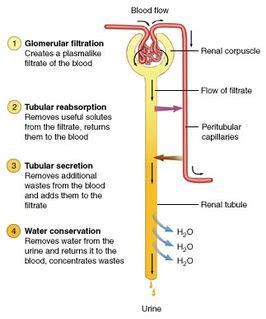 Urine Formation - Biology 12: PLO