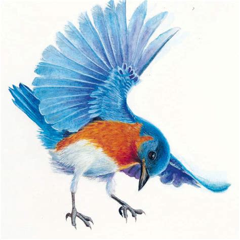 Bill Kuhlman's Bird Illustrations - The Blade