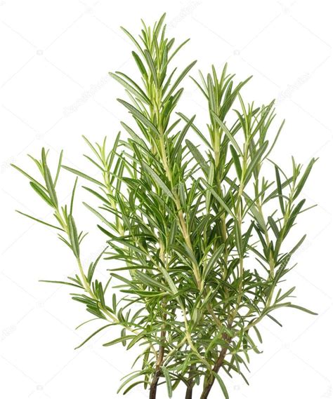 Fresh rosemary plants — Stock Photo © scis65 #152589186