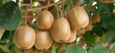 How to Grow Kiwi Fruit