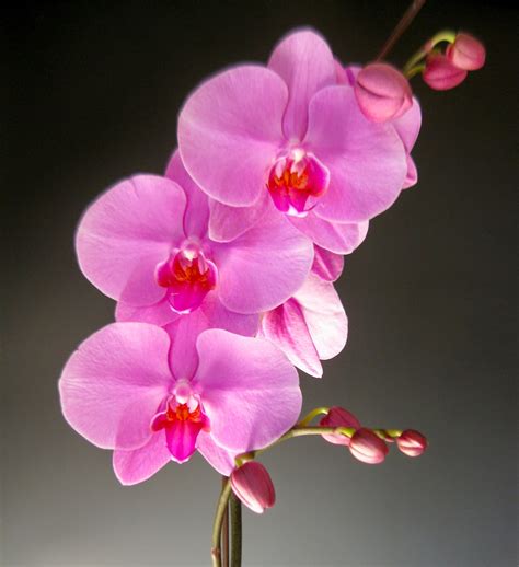 Ten Exquisite Pink Orchid Flowers for Spring | Orchidaceous! Orchid Blog