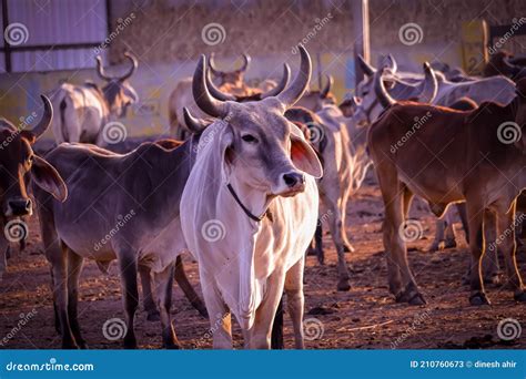 Indian Cow And Cow Group In Govshala Or Farm,milk Production And Dairy Products,cows At Rural ...