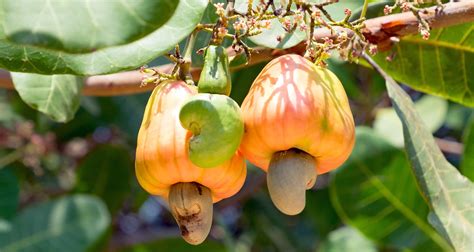 Cashews: The Nut That's Not A Nut - Farmers' Almanac - Plan Your Day ...