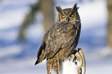 Owl Symbolism, Owl Totem, Owl Meaning, Owl Dreams, Owl Spirit Animal