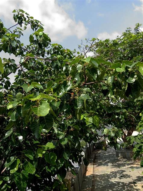 Ficus Religiosa or PEEPAL TREE LEAVES and FRUITS Stock Photo - Image of herbalism, garden: 260186720